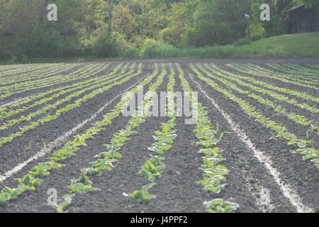 Un champ nouvellement plantées en fin d'après-midi du soleil Banque D'Images