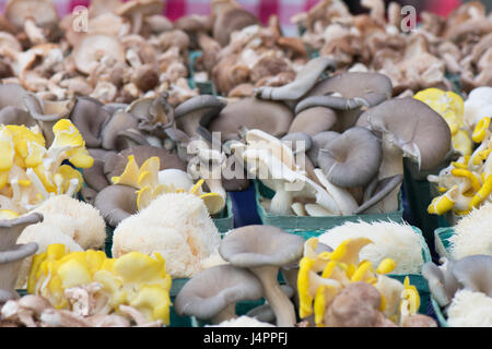 Champignons biologiques dans des paniers au marché agricole. Banque D'Images