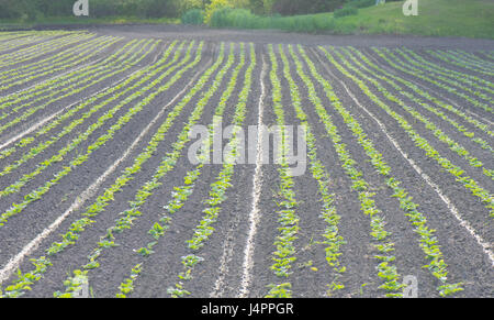 Des rangées de plants de pommes de terre en champ nouvellement plantés. Banque D'Images