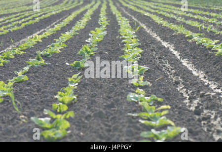 Des rangées de plants de pommes de terre en champ nouvellement plantés. Banque D'Images