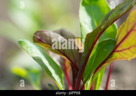 Close up of organic rainbow chard plants Banque D'Images