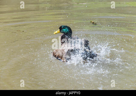 Canard vert baignade dans l'étang et les projections d'eau. Banque D'Images