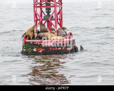 Les lions de mer se reposant sur une bouée rouge à Oxnard, CA Banque D'Images