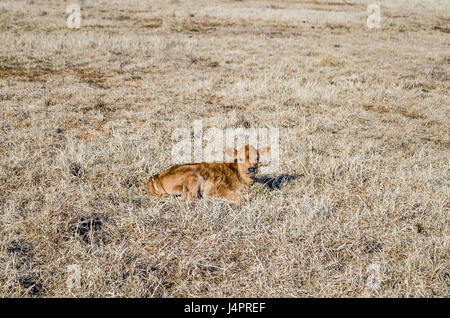 Un veau vache brune couchée dans le foin herbe séchée sur terrain prairie en hiver Banque D'Images