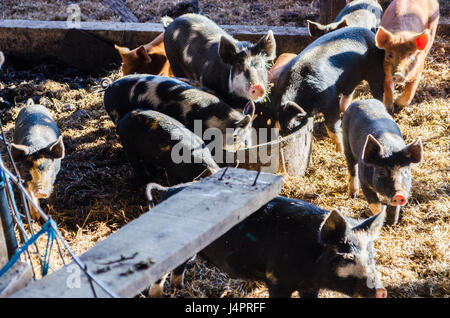 De nombreux petits porcs porcs à bébé de manger à la ferme de la benne Banque D'Images