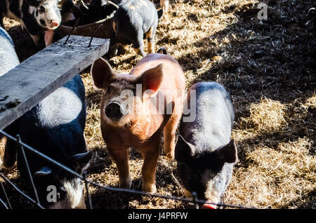 De nombreux petits porcs porcs à bébé de manger à la ferme de la benne Banque D'Images