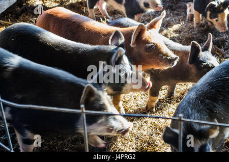 De nombreux petits porcs porcs à bébé de manger à la ferme Banque D'Images