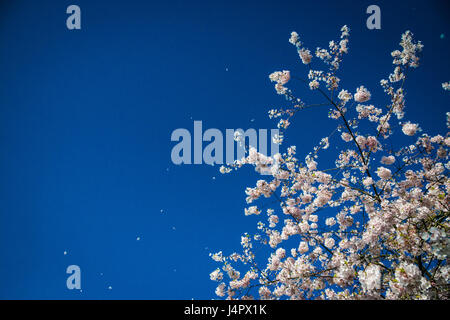 Les fleurs de cerisier blanc dans le vent contre le ciel bleu Banque D'Images