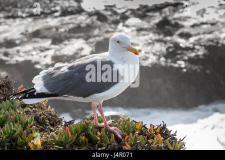 Mouette debout sur les plantes par Ocean Banque D'Images