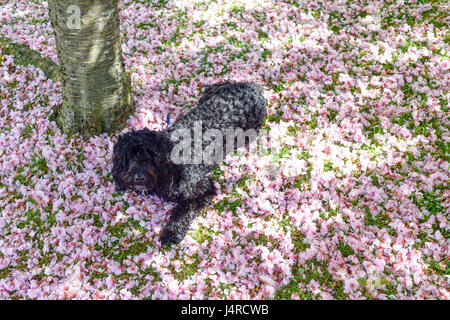 Annesley, Nottingham, Royaume-Uni. 14 mai 2017. Frankie le Cockapoo jouit de se détendre à l'ombre d'un cerisier, pour le refroidissement de la chaleur du soleil. Crédit : Ian Francis/Alamy Live News Banque D'Images