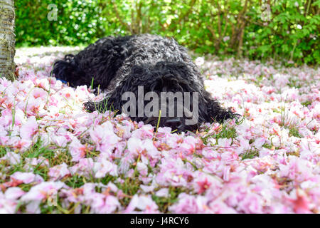 Annesley, Nottingham, Royaume-Uni. 14 mai 2017. Frankie le Cockapoo jouit de se détendre à l'ombre d'un cerisier, pour le refroidissement de la chaleur du soleil. Crédit : Ian Francis/Alamy Live News Banque D'Images