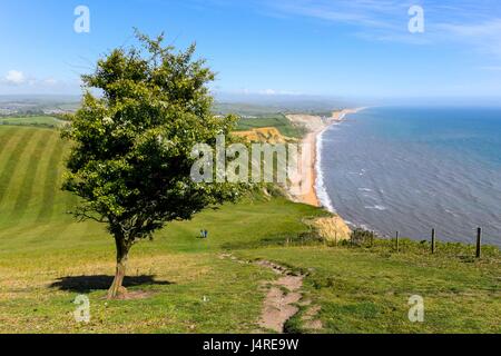 Bridport, Dorset, UK. 14 mai 2017. Météo britannique. Voir à l'Est, vers la baie de l'ouest de la falaise haut de Thorncombe Beacon près de Bridport Eype ci-dessus dans le Dorset sur un warmy après-midi ensoleillé. Crédit photo : Graham Hunt/Alamy Live News Banque D'Images