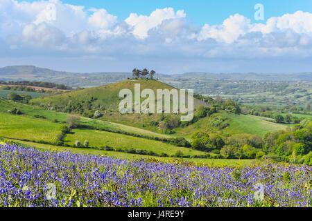 Bridport, Dorset, UK. 14 mai 2017. Météo britannique. Bluebells sur Eype vers le bas vers l'emblématique Colmers Hill près de Bridport Dorset en un après-midi ensoleillé sur 2 mn. Crédit photo : Graham Hunt/Alamy Live News Banque D'Images