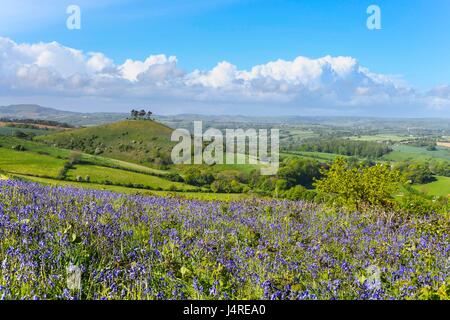 Bridport, Dorset, UK. 14 mai 2017. Météo britannique. Bluebells sur Eype vers le bas vers l'emblématique Colmers Hill près de Bridport Dorset en un après-midi ensoleillé sur 2 mn. Crédit photo : Graham Hunt/Alamy Live News Banque D'Images