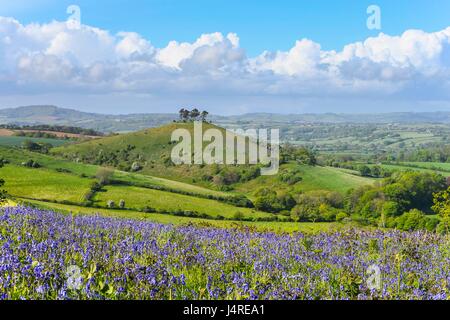 Bridport, Dorset, UK. 14 mai 2017. Météo britannique. Bluebells sur Eype vers le bas vers l'emblématique Colmers Hill près de Bridport Dorset en un après-midi ensoleillé sur 2 mn. Crédit photo : Graham Hunt/Alamy Live News Banque D'Images