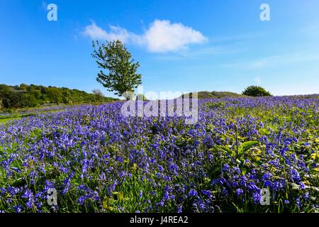 Bridport, Dorset, UK. 14 mai 2017. Météo britannique. Bluebells sur vers le bas près de Bridport Eype dans Dorset sur un warmy après-midi ensoleillé. Crédit photo : Graham Hunt/Alamy Live News Banque D'Images