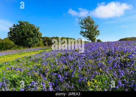 Bridport, Dorset, UK. 14 mai 2017. Météo britannique. Bluebells sur vers le bas près de Bridport Eype dans Dorset sur un warmy après-midi ensoleillé. Crédit photo : Graham Hunt/Alamy Live News Banque D'Images