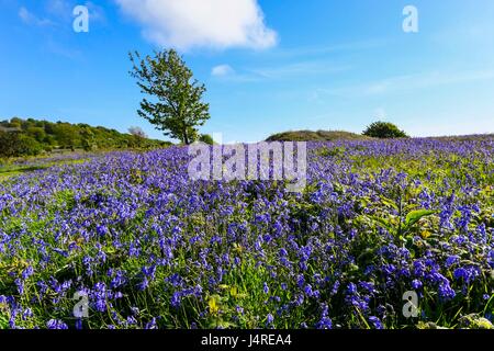 Bridport, Dorset, UK. 14 mai 2017. Météo britannique. Bluebells sur vers le bas près de Bridport Eype dans Dorset sur un warmy après-midi ensoleillé. Crédit photo : Graham Hunt/Alamy Live News Banque D'Images