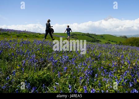 Bridport, Dorset, UK. 14 mai 2017. Météo britannique. Bluebells sur vers le bas près de Bridport Eype dans Dorset sur un warmy après-midi ensoleillé. Crédit photo : Graham Hunt/Alamy Live News Banque D'Images