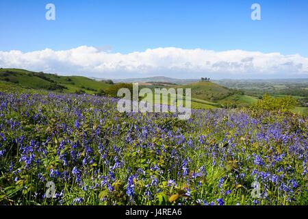 Bridport, Dorset, UK. 14 mai 2017. Météo britannique. Bluebells sur vers le bas près de Bridport Eype dans Dorset sur un warmy après-midi ensoleillé. Crédit photo : Graham Hunt/Alamy Live News Banque D'Images