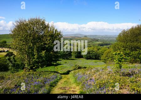 Bridport, Dorset, UK. 14 mai 2017. Météo britannique. Bluebells sur vers le bas près de Bridport Eype dans Dorset sur un warmy après-midi ensoleillé. Crédit photo : Graham Hunt/Alamy Live News Banque D'Images