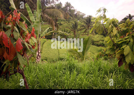 L'INDONÉSIE, Bali, île, Jatiluih, l'établissement Bali, paysages, nature, voyage, de l'agriculture, Banque D'Images