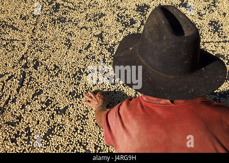 Guatemala, Jacaltenango, l'homme, vue de dos, les grains de café, aménager, séchage, Banque D'Images