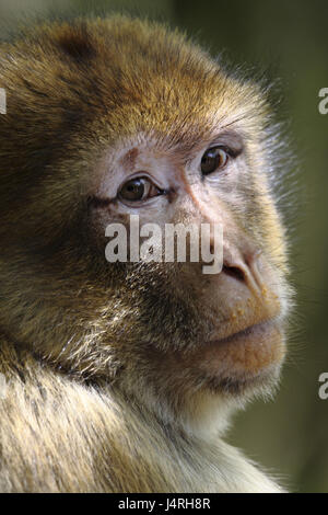 Le berbère, singe Macaca sylvanus, primate, portrait, vue, malheureusement, l'accord, de la lumière Banque D'Images