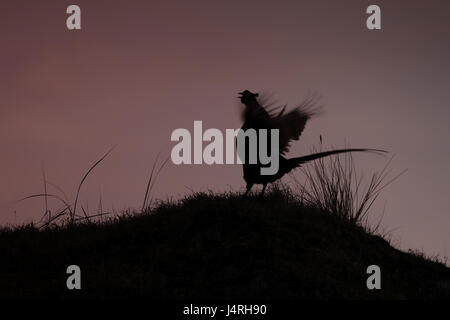 Faisan de Colchide Phasianus colchicus,, aperçu, cour, battement d'ailes, de flou, d'herbe hill, silhouette, ciel du soir, contraste, Banque D'Images