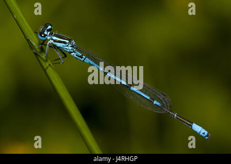 Horseshoe-azure célibataire, libellule, Coenagrion puella, assis dans le pédoncule, macro, contexte, homogène, vert, Banque D'Images