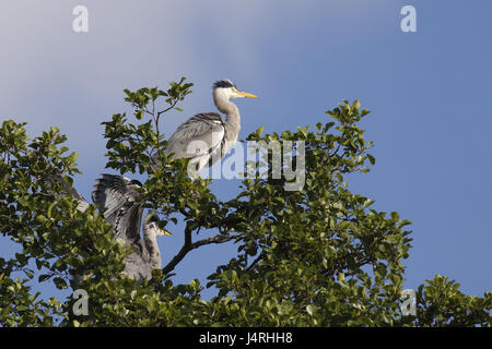 Les hérons gris, Ardea cinerea, deux, assis, tenir les jeunes animaux, arbre, arbre, attention, Banque D'Images