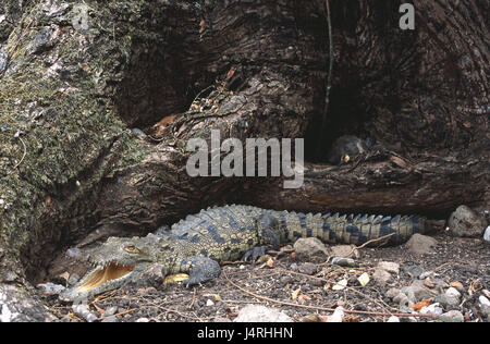 Spike crocodile, crocodile, Crocodylus acutus, la nature, la faune, l'animal, l'animal sauvage, reptile, crocodile, crocodile, véritable Crocodylidae, camouflage, fatalement, balances, oeil, danger, dangereusement, le contact oculaire, cogs, manger, horrible, sont consommés, de la bouche, des véhicules blindés de lézard, lézard, a souligné, le CMV cmv cône, l'Amérique, l'Amérique centrale, le Costa Rica, La Cruz, Banque D'Images