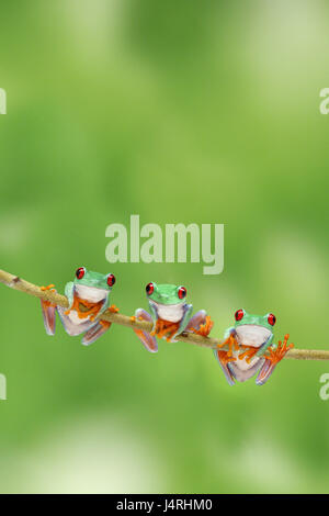 Trois yeux rouges feuillage des grenouilles, manette, montée, Banque D'Images