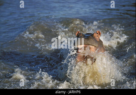 Cheval du Nil, Hippopotamus amphibius, l'eau, Parc de Masai Mara, Kenya, Banque D'Images