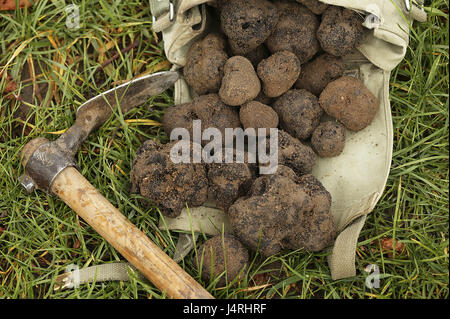 La truffe du Périgord, Tuber melanosporum, recueillir, Drôme, France, Banque D'Images