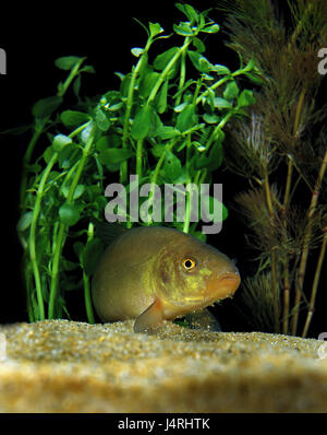 Aquarium, tanches, tanche, Tinca tinca, plantes de l'eau, France, Banque D'Images