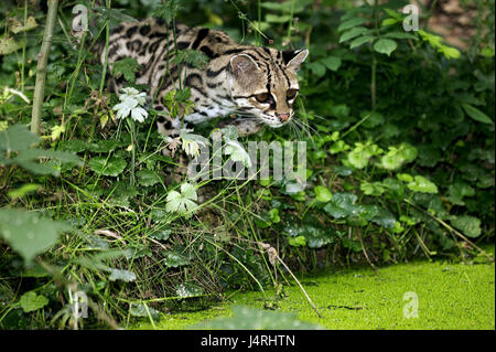 Longue queue de chat, chat Margay Leopardus wiedii, trou d'eau, Banque D'Images