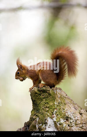 L'écureuil roux, Sciurus vulgaris, noisette, bouche, Normandie, France, Banque D'Images