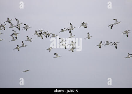 Avocette Recurvirostra avosetta l'île de Brownsea Dorset Wildlife Trust Réserver Hampshire Angleterre Banque D'Images