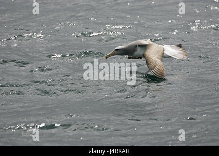 De l'albatros de Salvin Thalassarche salvini décollant de Nouvelle-zélande mer Banque D'Images