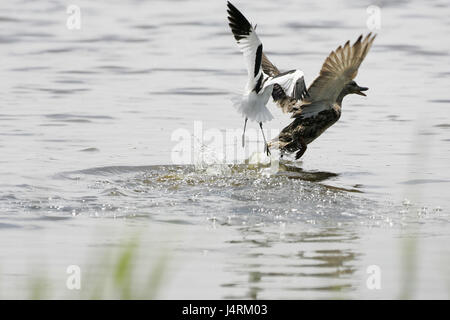 Avocette Recurvirostra avosetta attaquer le Canard colvert Anas platyrhynchos en conflit territorial Banque D'Images