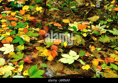 Les feuilles tombées dans une rivière de montagne Banque D'Images