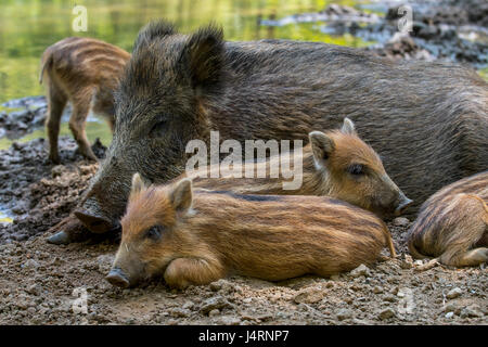 Le sanglier (Sus scrofa) truie avec porcelets dormir dans la boue au printemps Banque D'Images