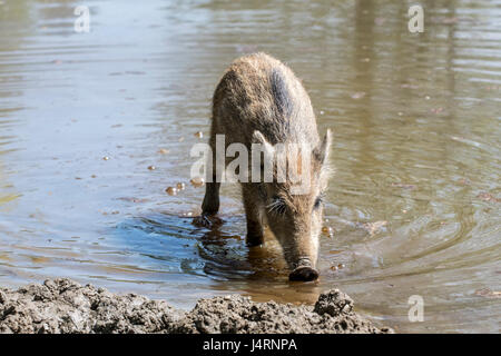 Le sanglier (Sus scrofa) porcelet de nourriture dans la boue au printemps Banque D'Images