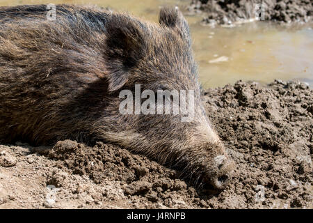 Le sanglier (Sus scrofa) dormir dans la boue des marais Banque D'Images