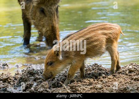 Le sanglier (Sus scrofa) porcelet de nourriture dans la boue le long du bord du lac au printemps Banque D'Images