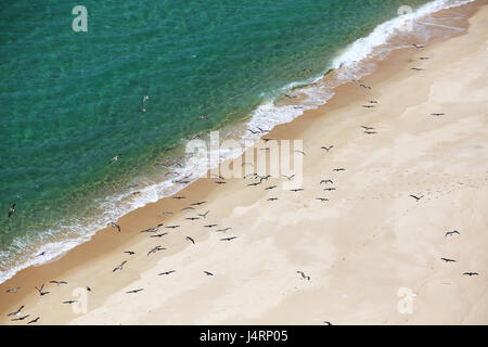 Les mouettes à l'Aberta Nova's beach, vu de dessus Banque D'Images