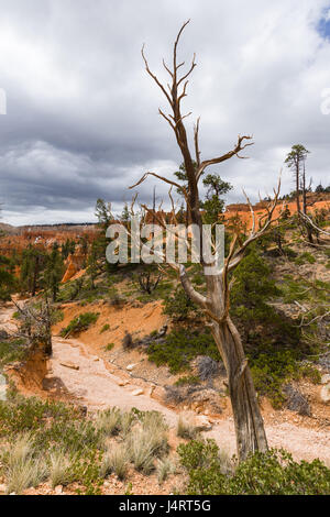 Un arbre mort est au premier plan avec une rivière à sec et arbres en arrière-plan sur une journée nuageuse, Bryce Canyon National Park, Utah Banque D'Images