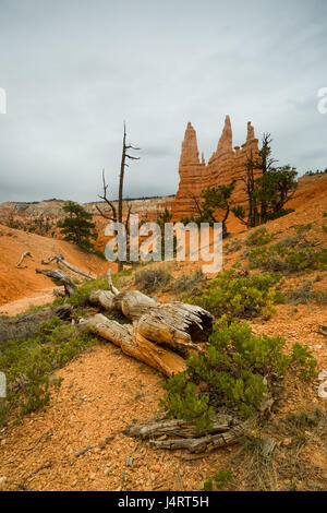 Un arbre mort se trouve dans l'avant-plan avec des piliers en grès Hoodoo en arrière-plan sur un ciel couvert de nuages pendant la journée, le Parc National de Bryce Canyon, Utah Banque D'Images