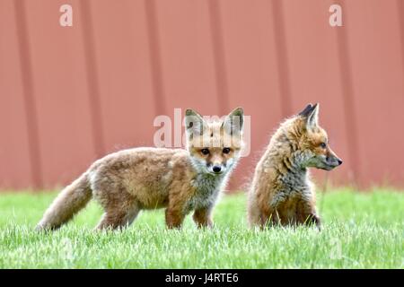 Le renard roux (Vulpes vulpes) petits, kits, ou les bébés jouer ensemble Banque D'Images